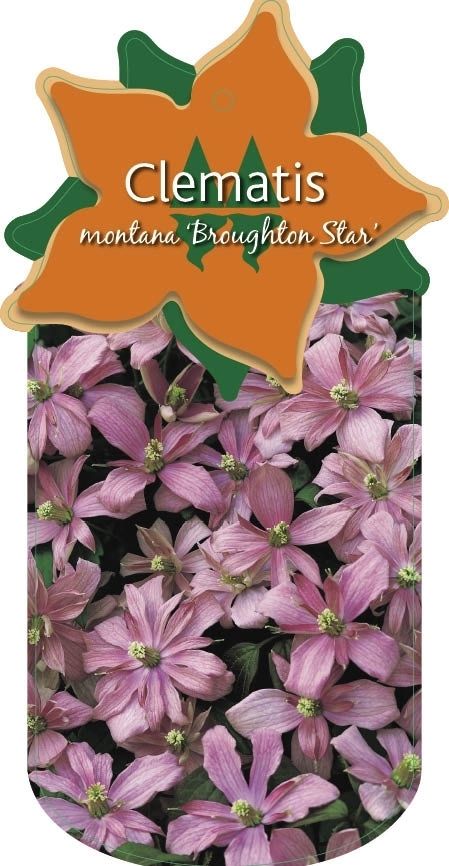 Clematis 'Broughton Star'