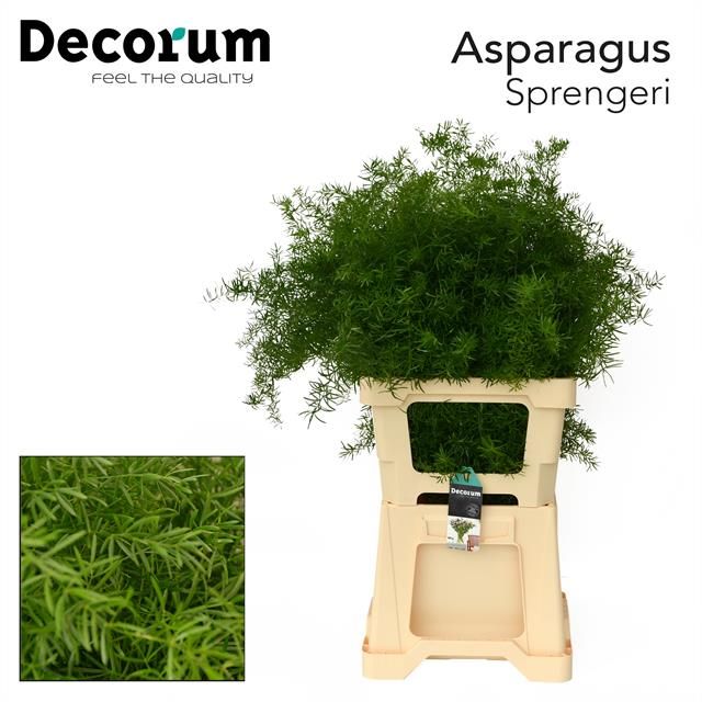 Asp Dens Sprengeri