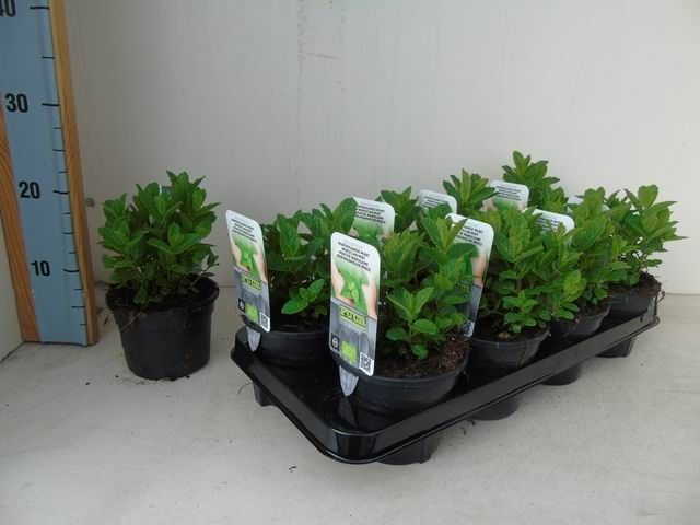 Mentha spicata 'Moroccan' bio marokkaanse munt