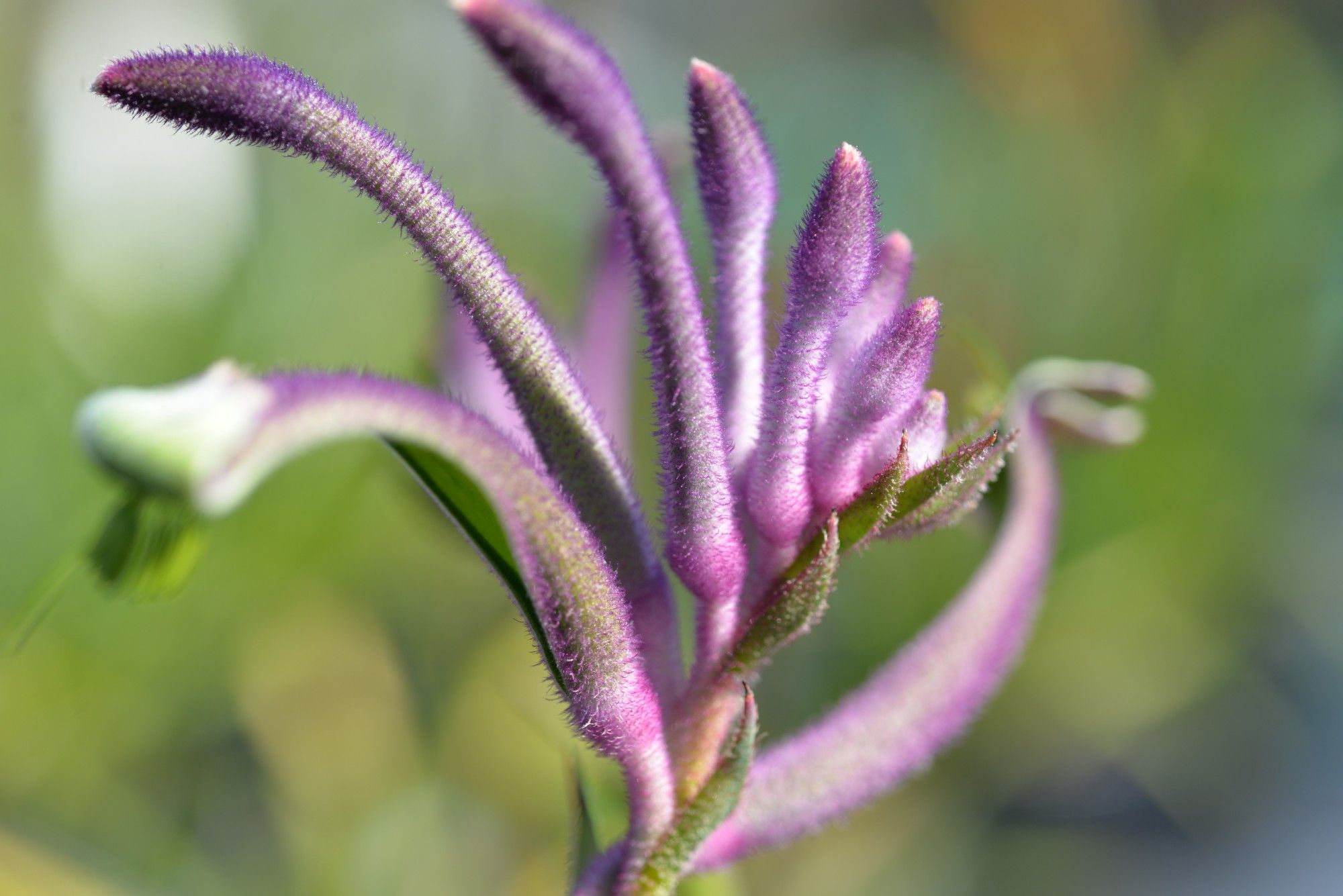 Anigozanthos 'Purple Carnivale'