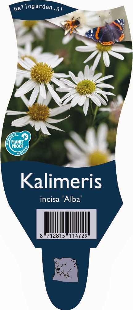 Kalimeris incisa 'Alba'