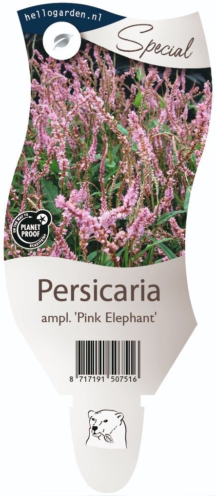 Persicaria a. 'Pink Elephant'