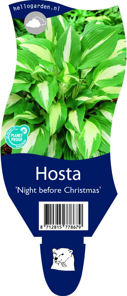 Hosta 'Night Before Christmas'