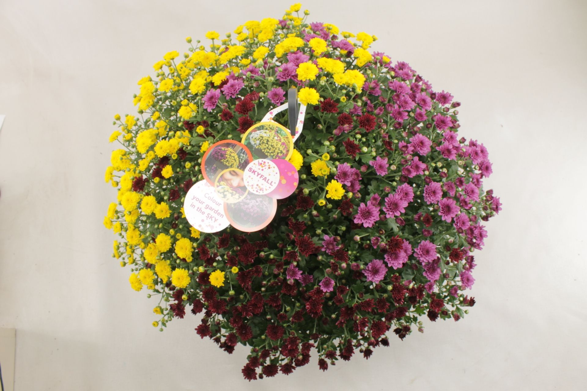 Chrysanthemum Skyfall yellow, red, pink