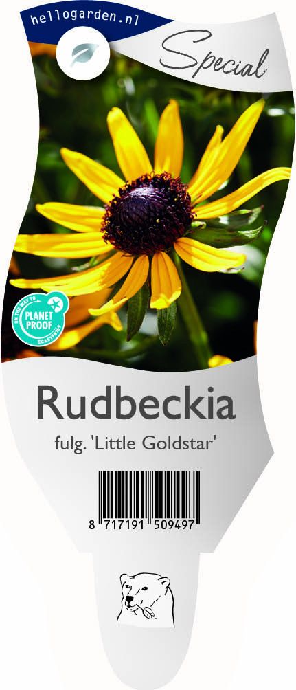 Rudbeckia f. 'Little Goldstar'