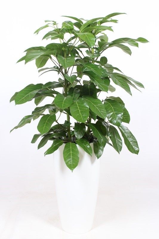 Schefflera actinophylla 'Amate' in Santorini "wit"
