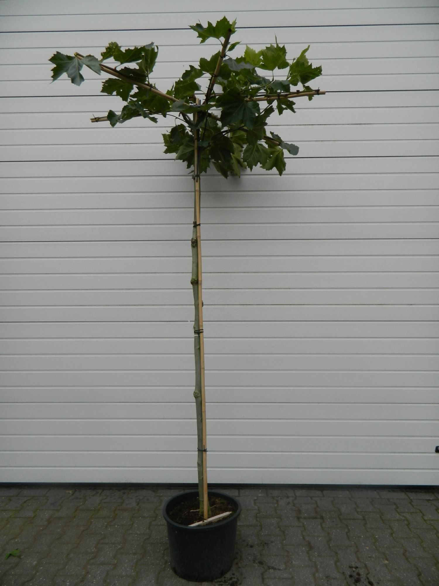 Platanus acerifolia CO 35 HT Dakvorm kruis