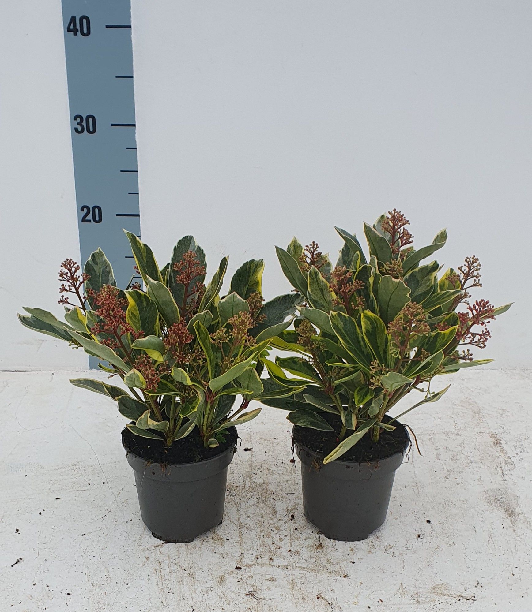 Skimmia jap. 'Perosa'