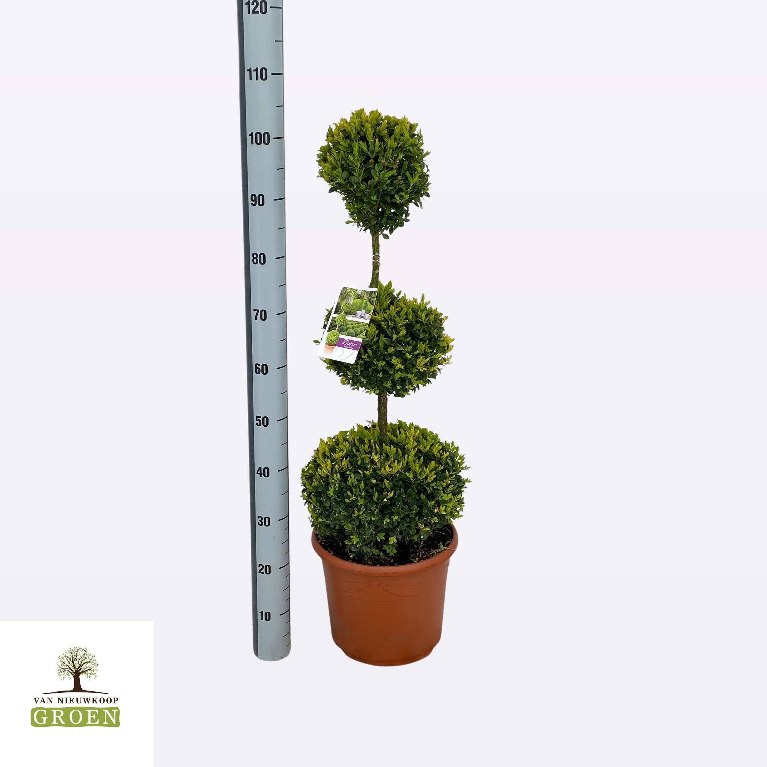 Buxus semp. Triobol