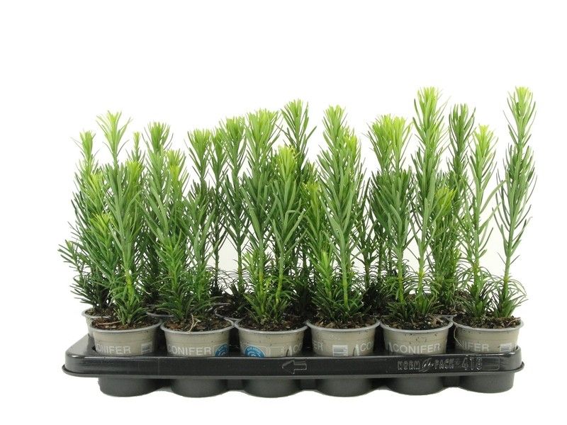 Cephalotaxus harringtonii 'Fastigiata'