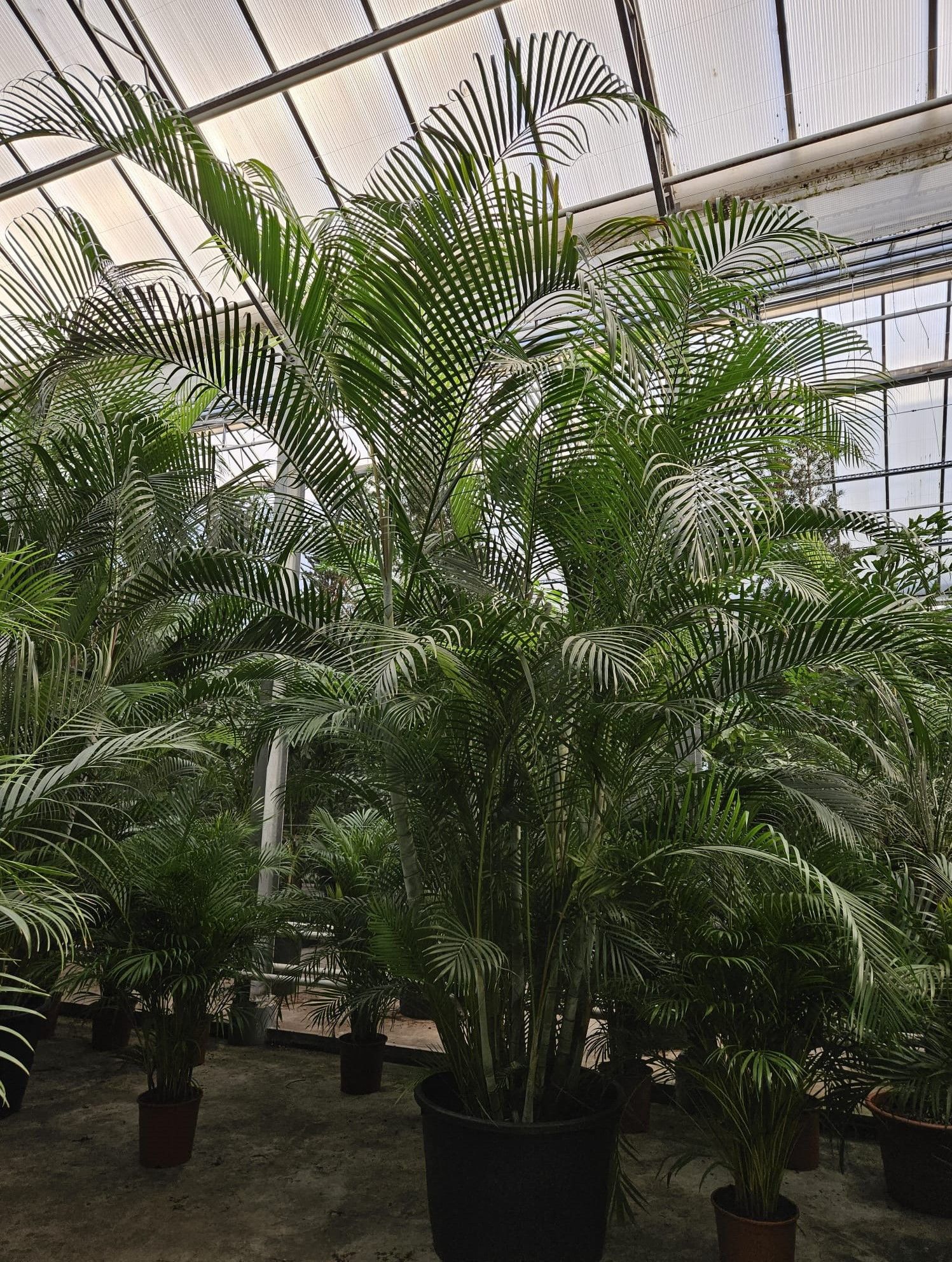 Dypsis Lutescens areca