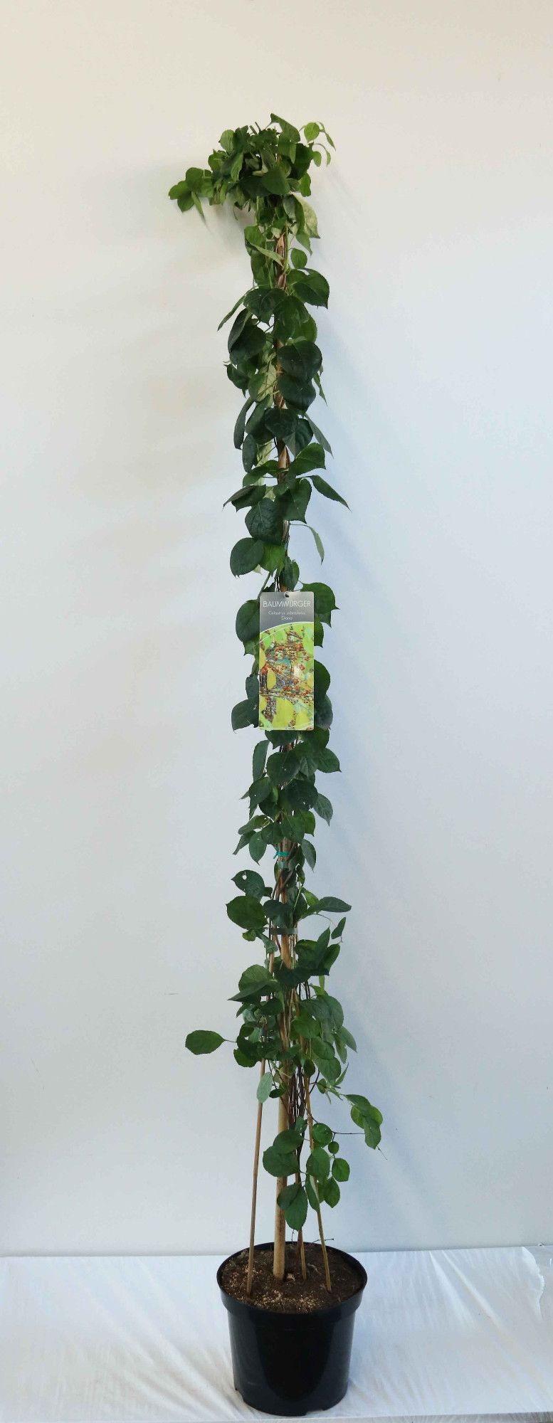 Celastrus orbiculatus 'Diana'