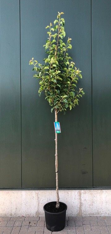 Pyrus calleryana 'Chanticleer'