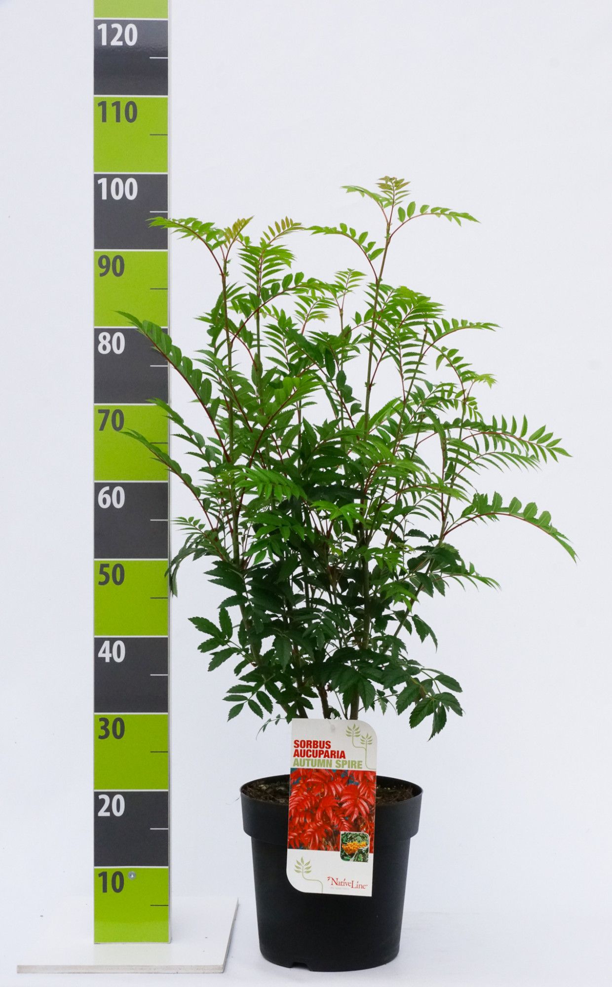 Sorbus Autumn Spire