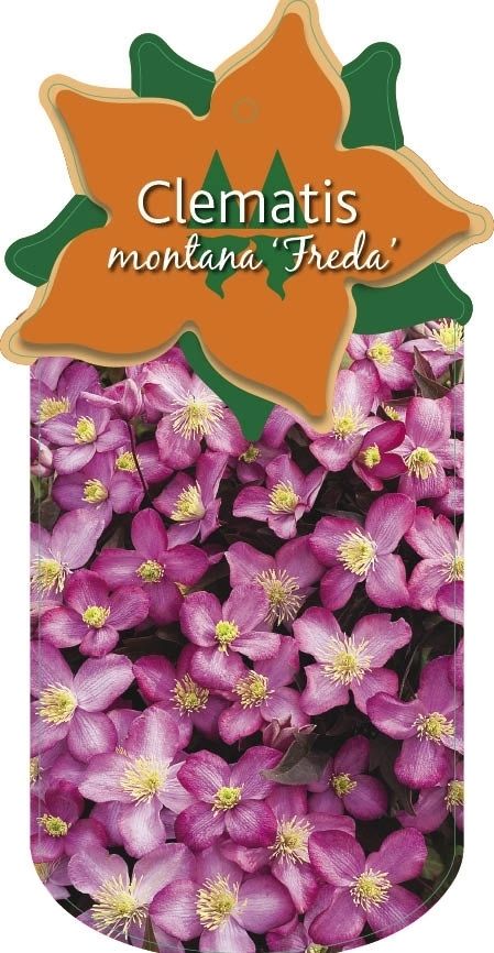 Clematis 'Freda'