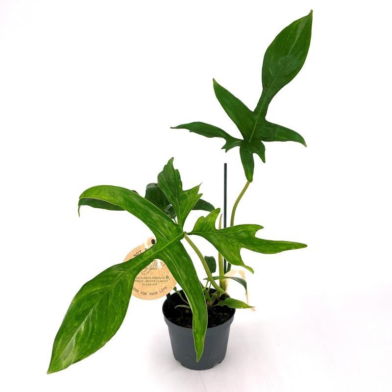 Philodendron Glad Hands Beauty | OZ Planten
