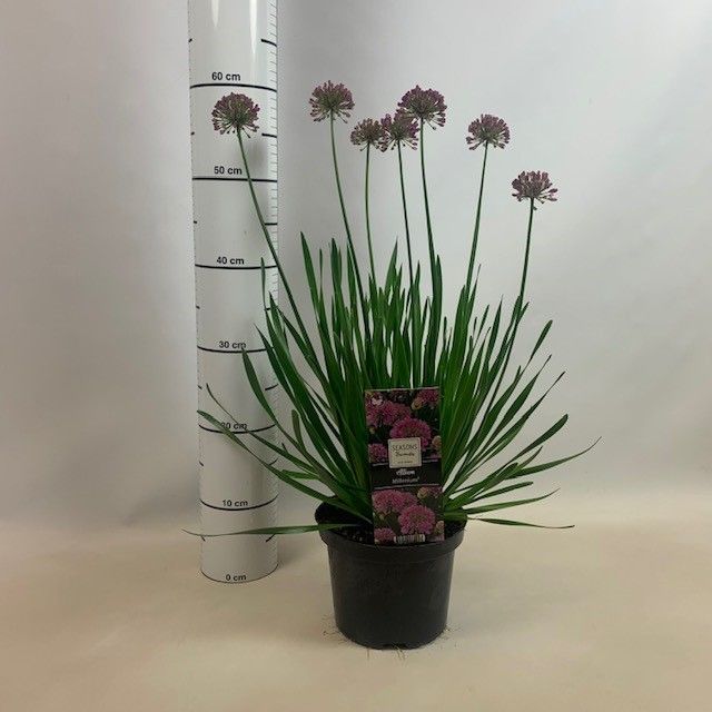 Allium 'Millennium' in pot