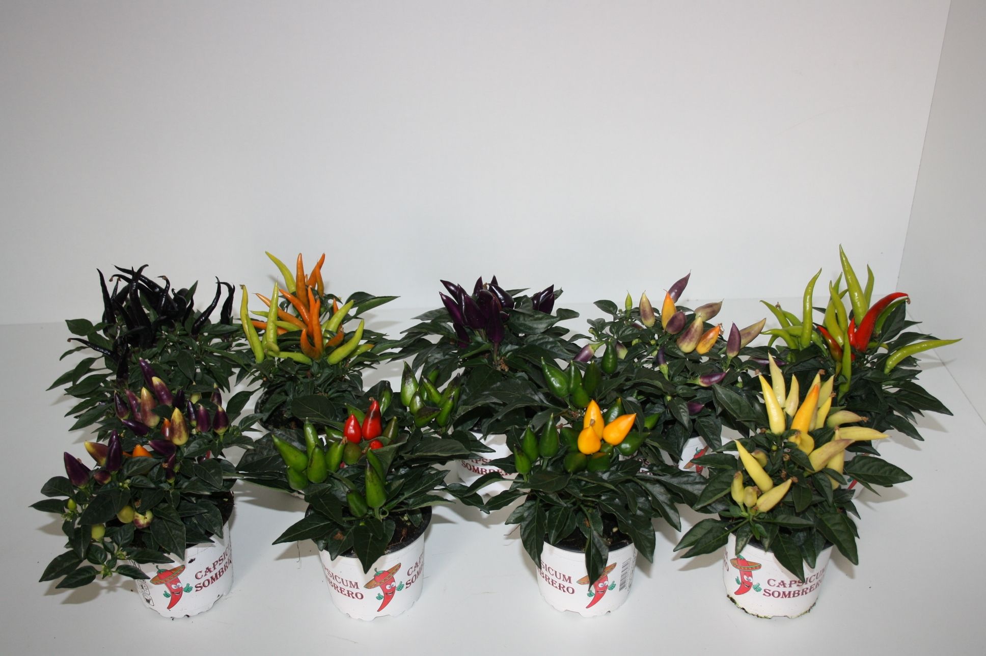Capsicum Sombrero mixlaag