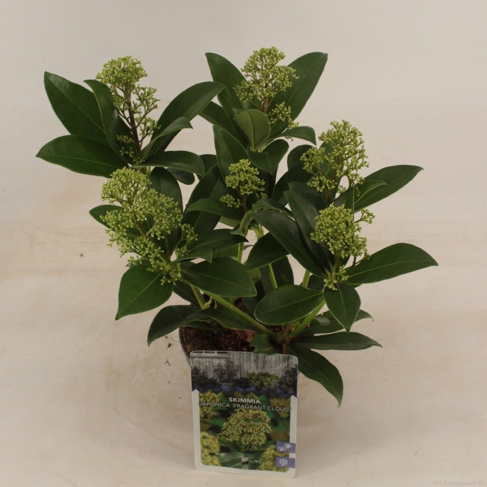 Picture of Skimmia jap. 'Fragrant Cloud'