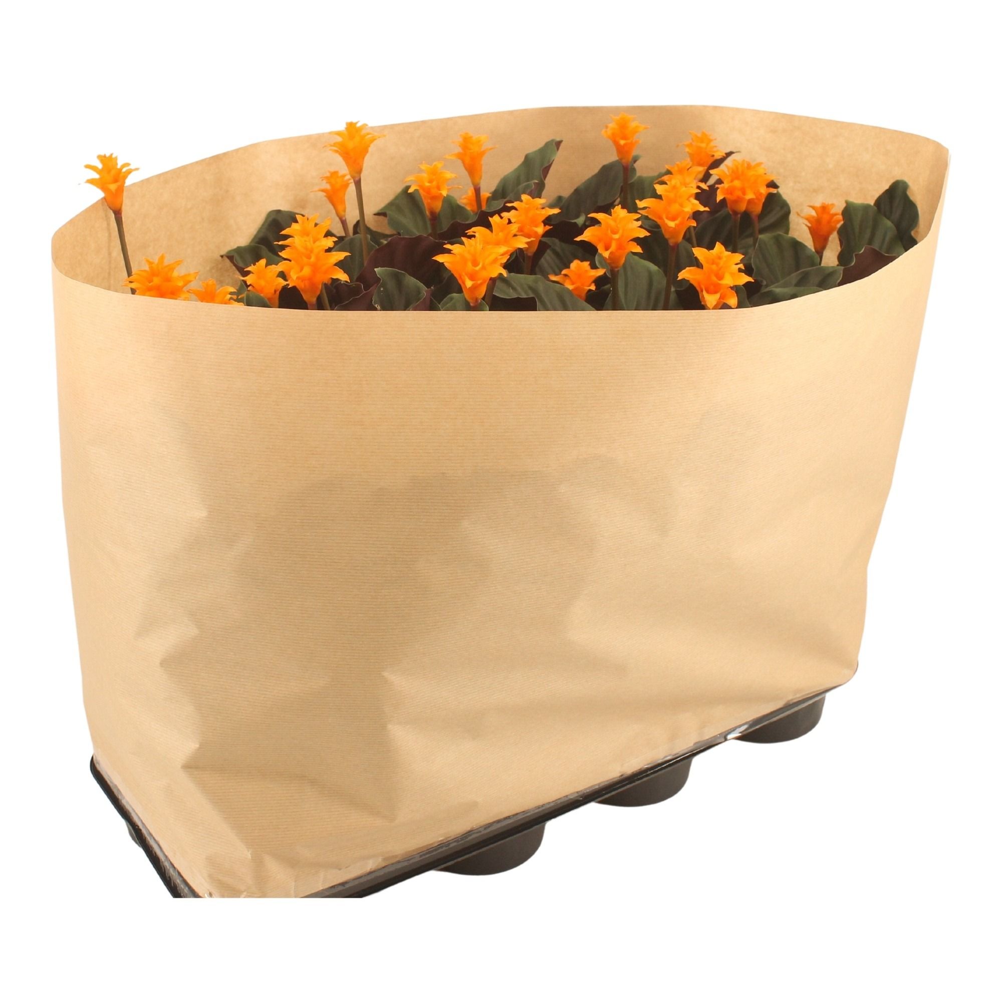 Calathea crocata Tassmania in "papierwikkel" 3-4 bl