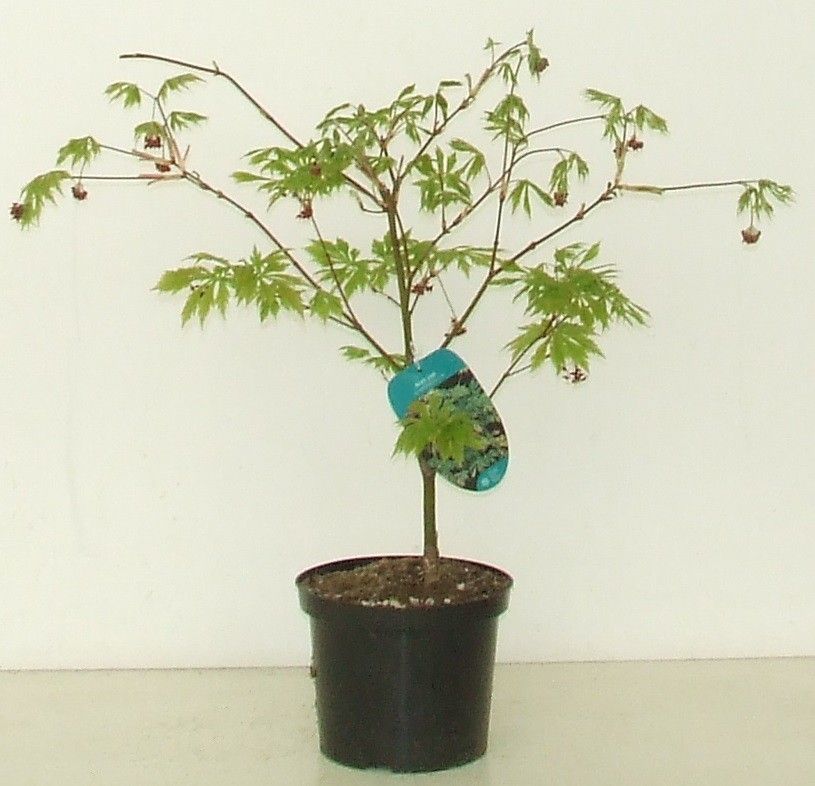 Acer japonicum 'Aconitifolium'