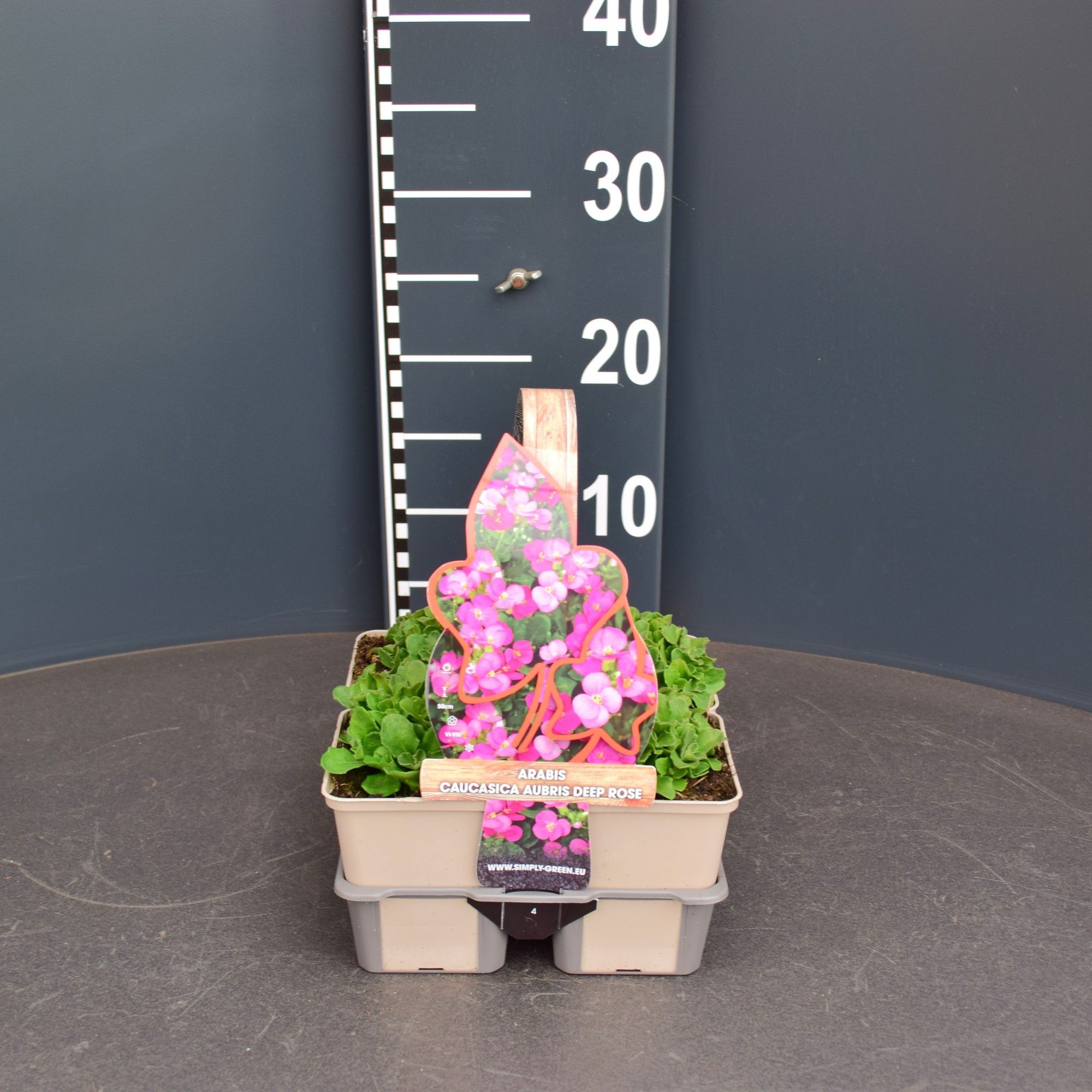 Arabis caucasica aubris deep rose (4-pack)