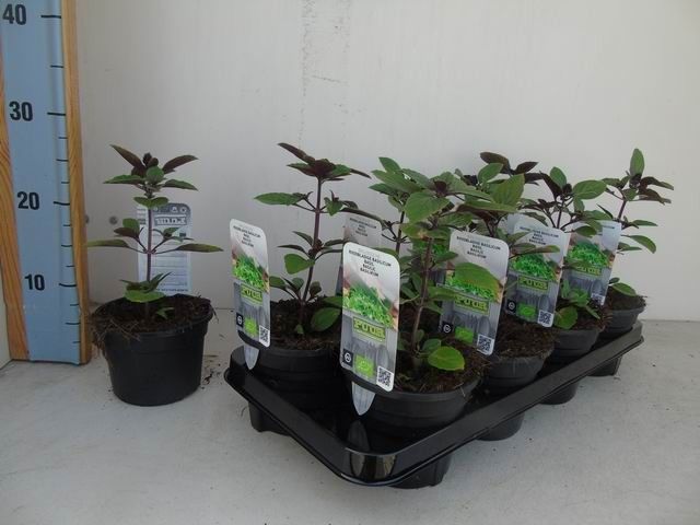 Ocimum basilicum 'Magic Blue' basilicum bio roodbladige