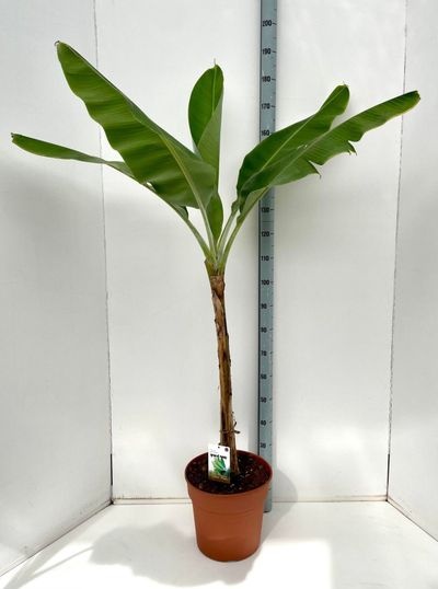 Musa Grand Nain C14