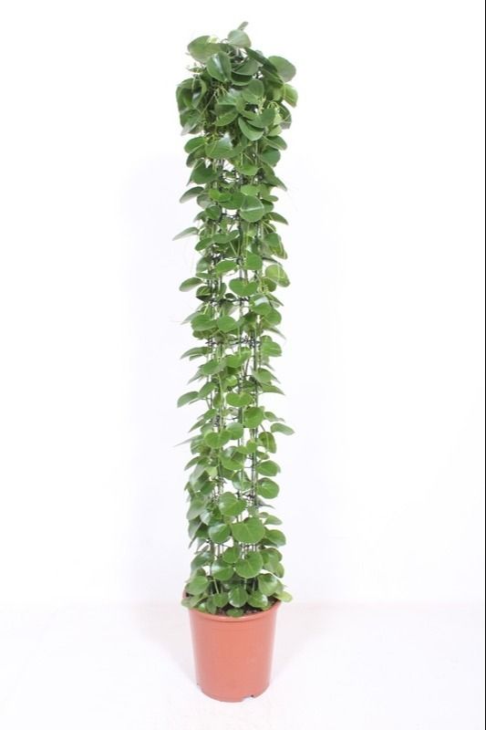 Cissus rotundifolia gaasrek