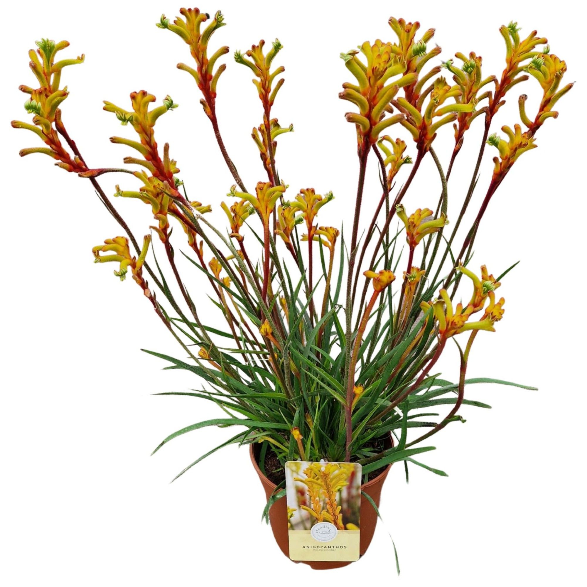 Anigozanthos 'Yellow Bonanza'