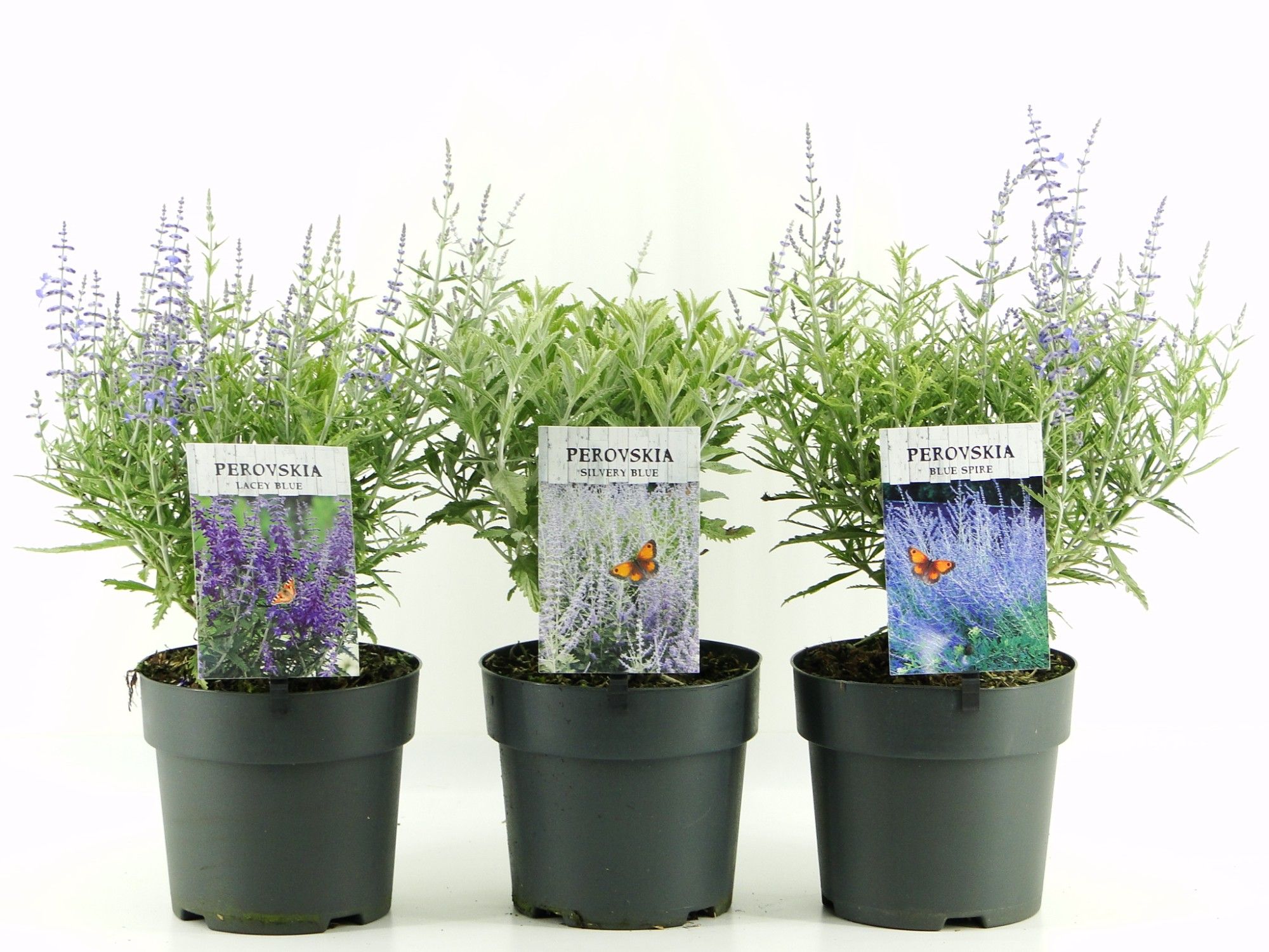 Picture of Perovskia atrip. (antraciet) C2 mix shelve