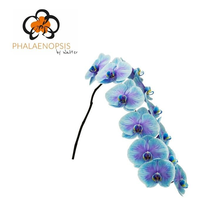 Phal Coloured Blue Lagoon 10-14