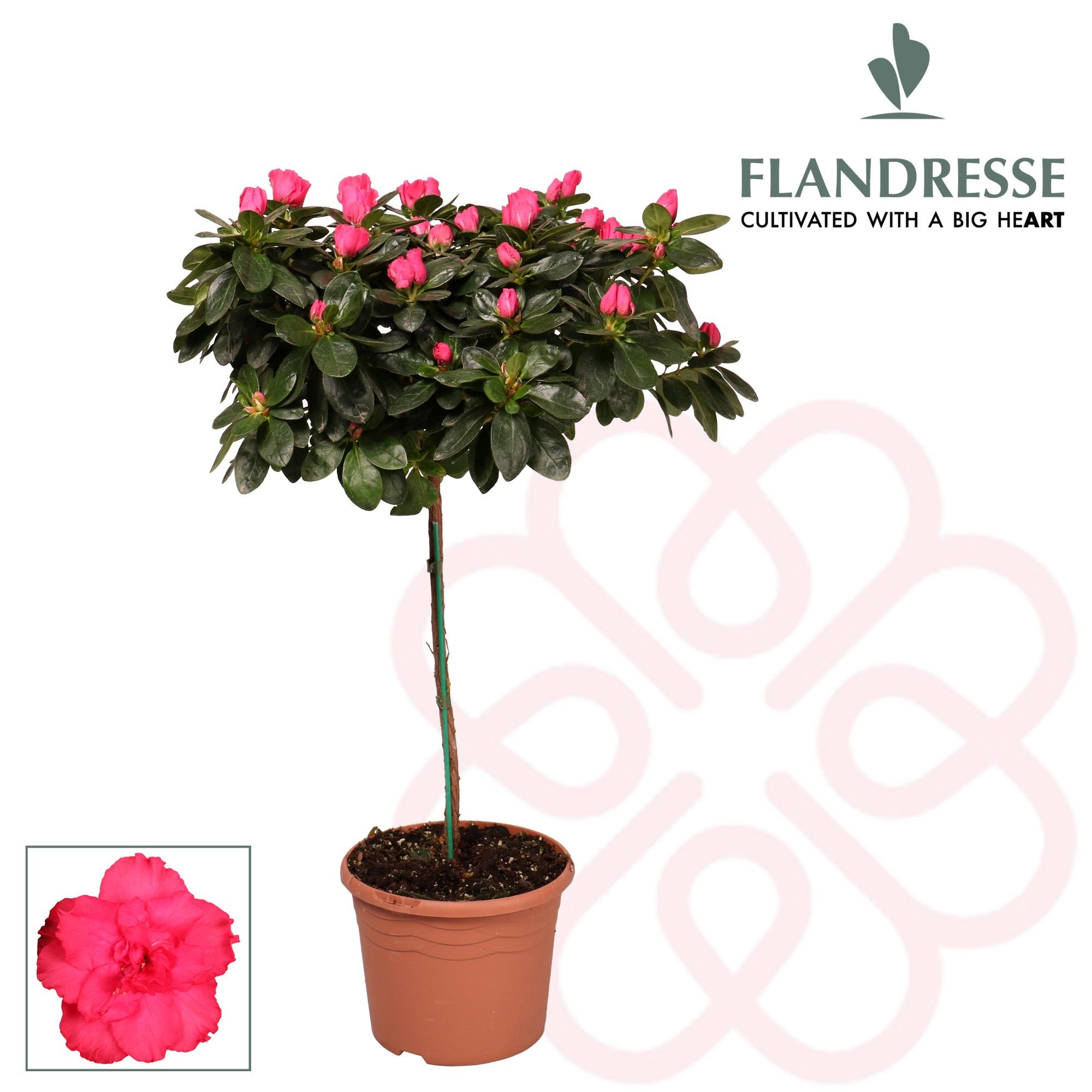 Rhododendron Sim. On stem | OZ Planten