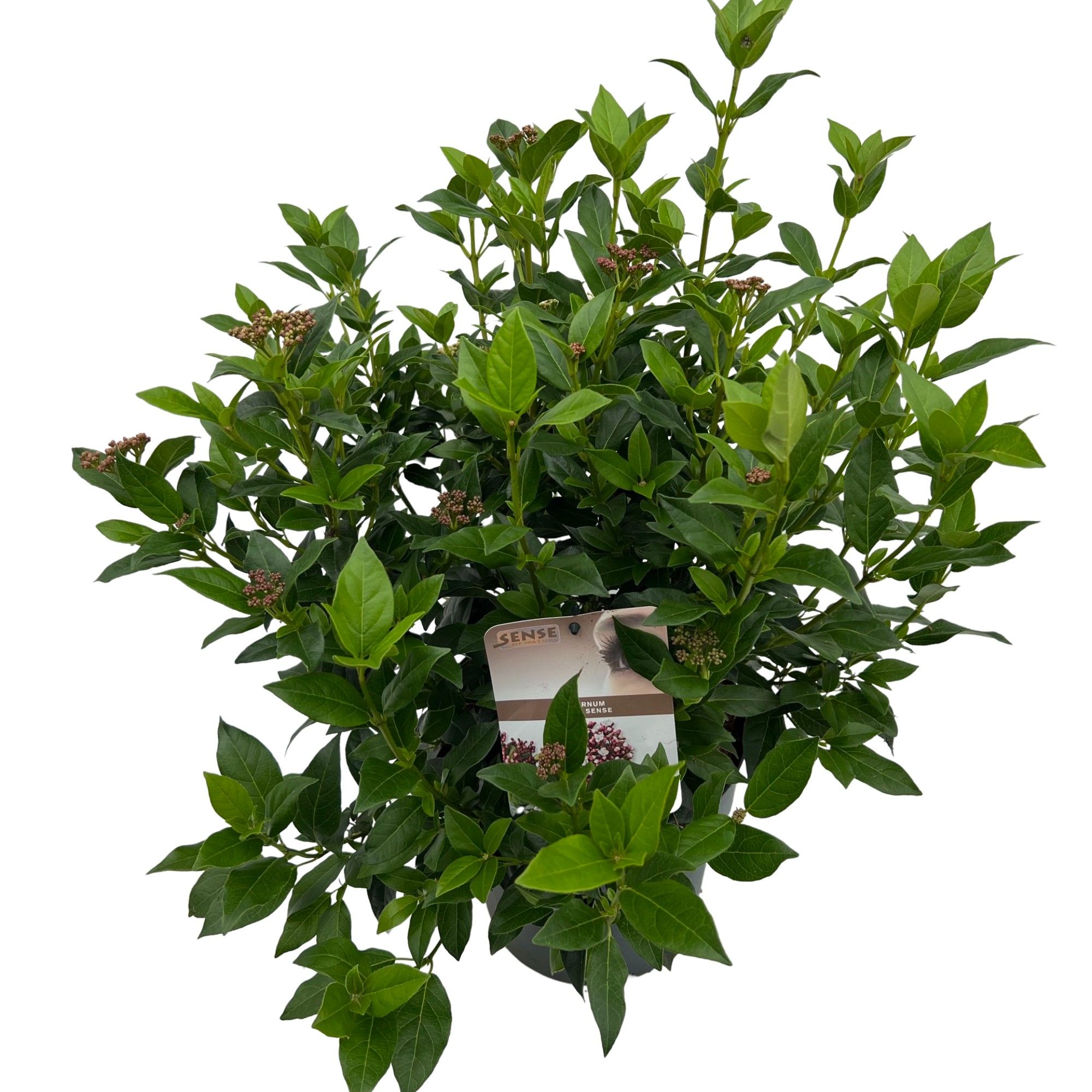 Craigmarloch nurseries. Viburnum tinus sense