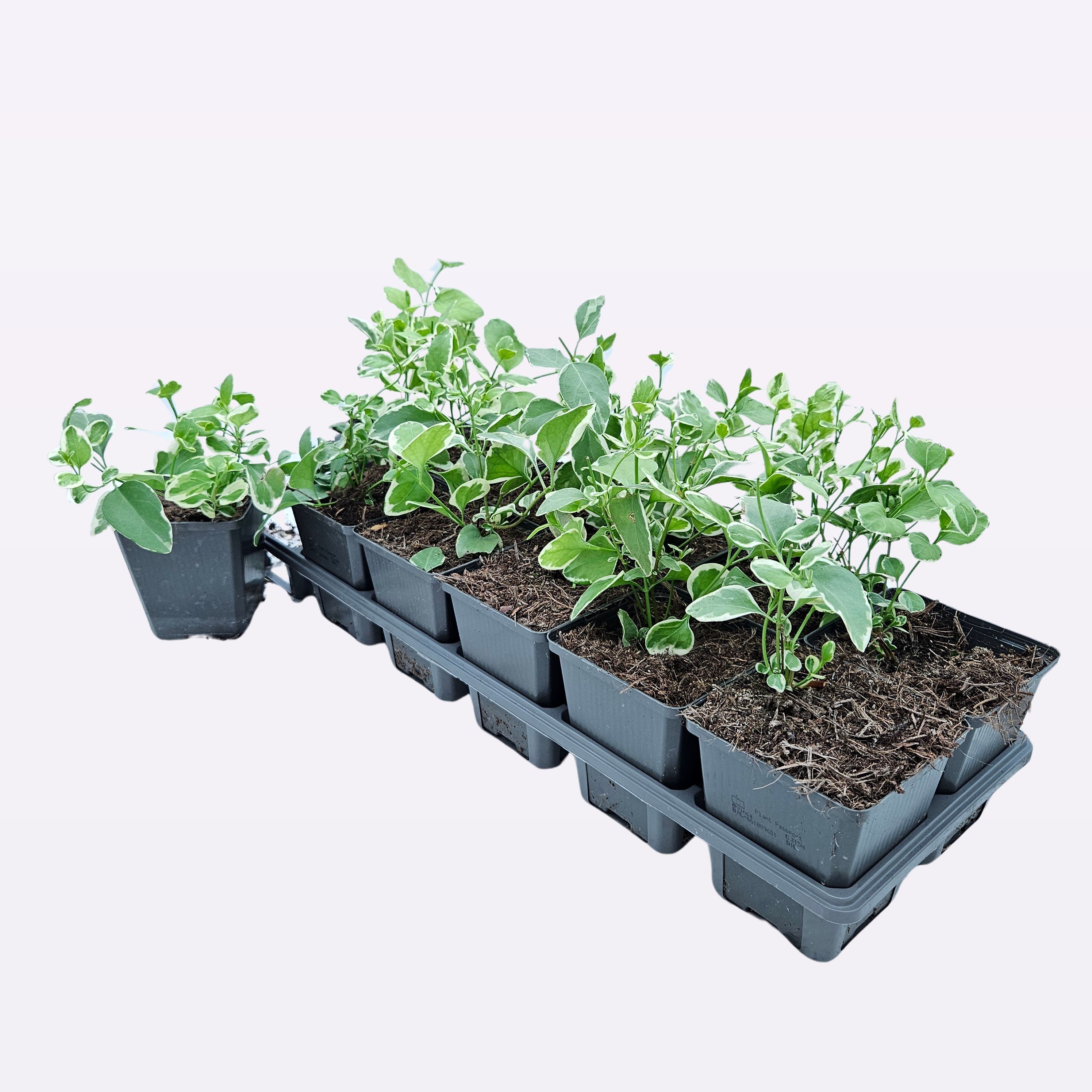 Vinca major 'Variegata' 12 tray