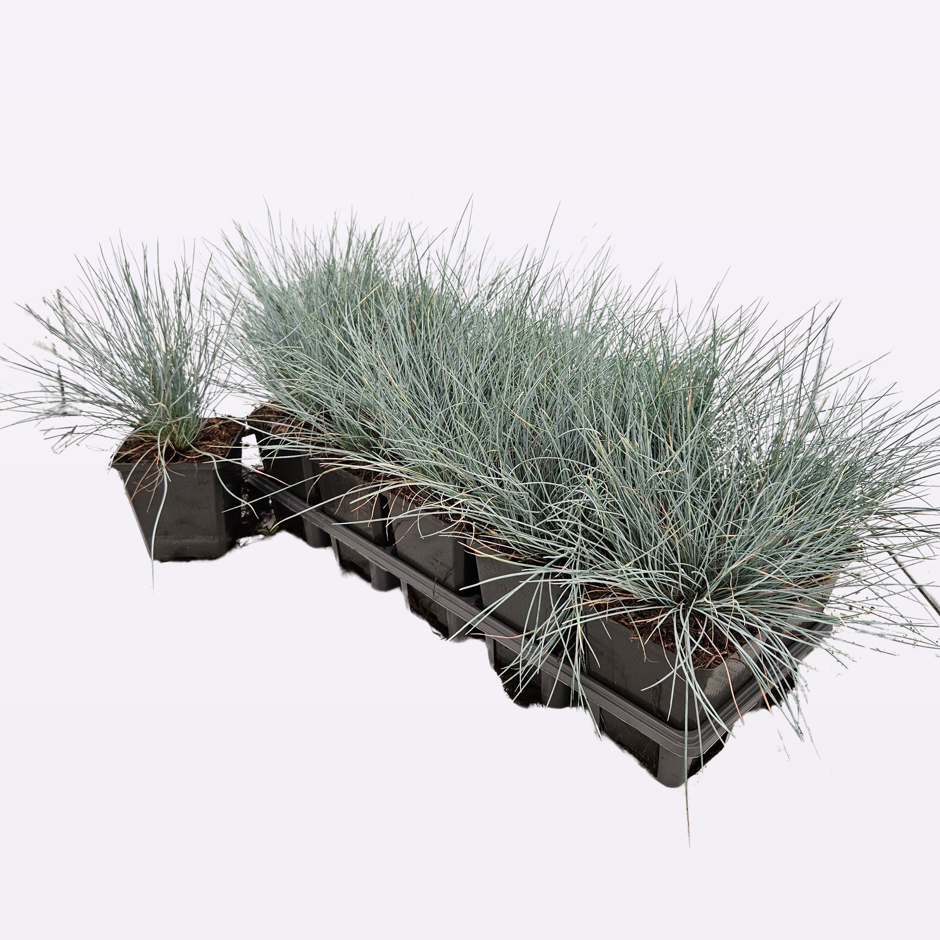 Festuca glauca 'Elija Bleu' 12-Tray