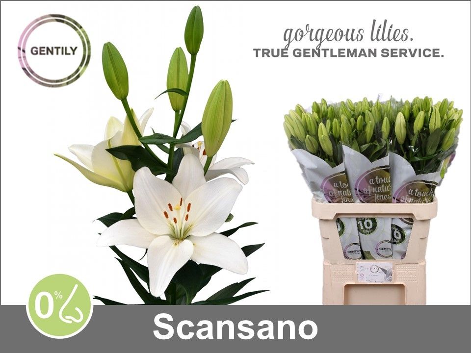 Li La Scansano