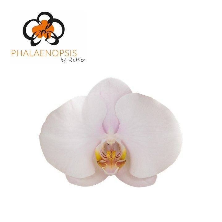 Phal Alpha