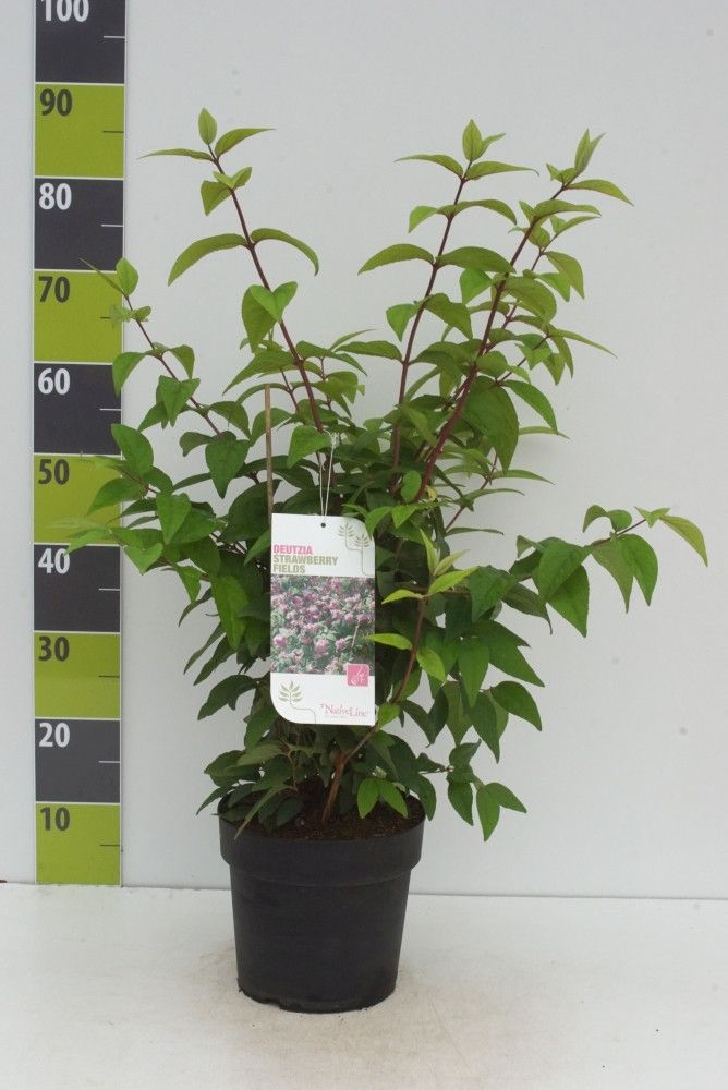 Deutzia hybrida 'Strawberry Fields'