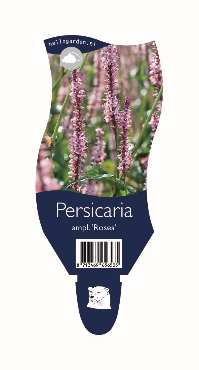 Persicaria a. 'Rosea'