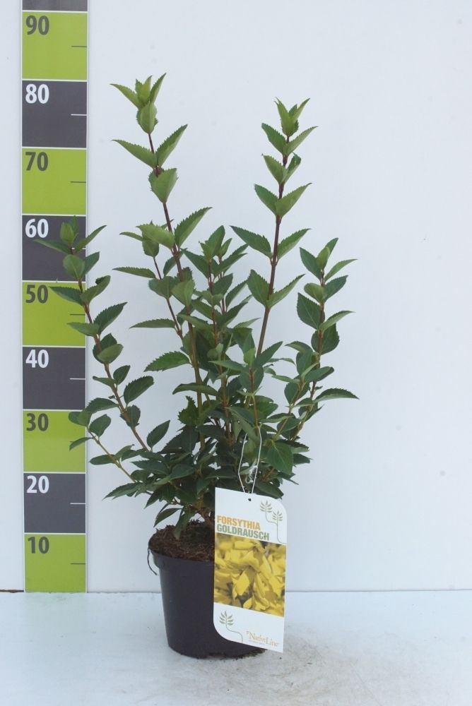 Forsythia 'Goldrausch'