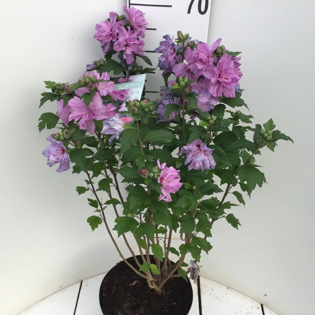 Hibiscus syriacus 'Ardens'