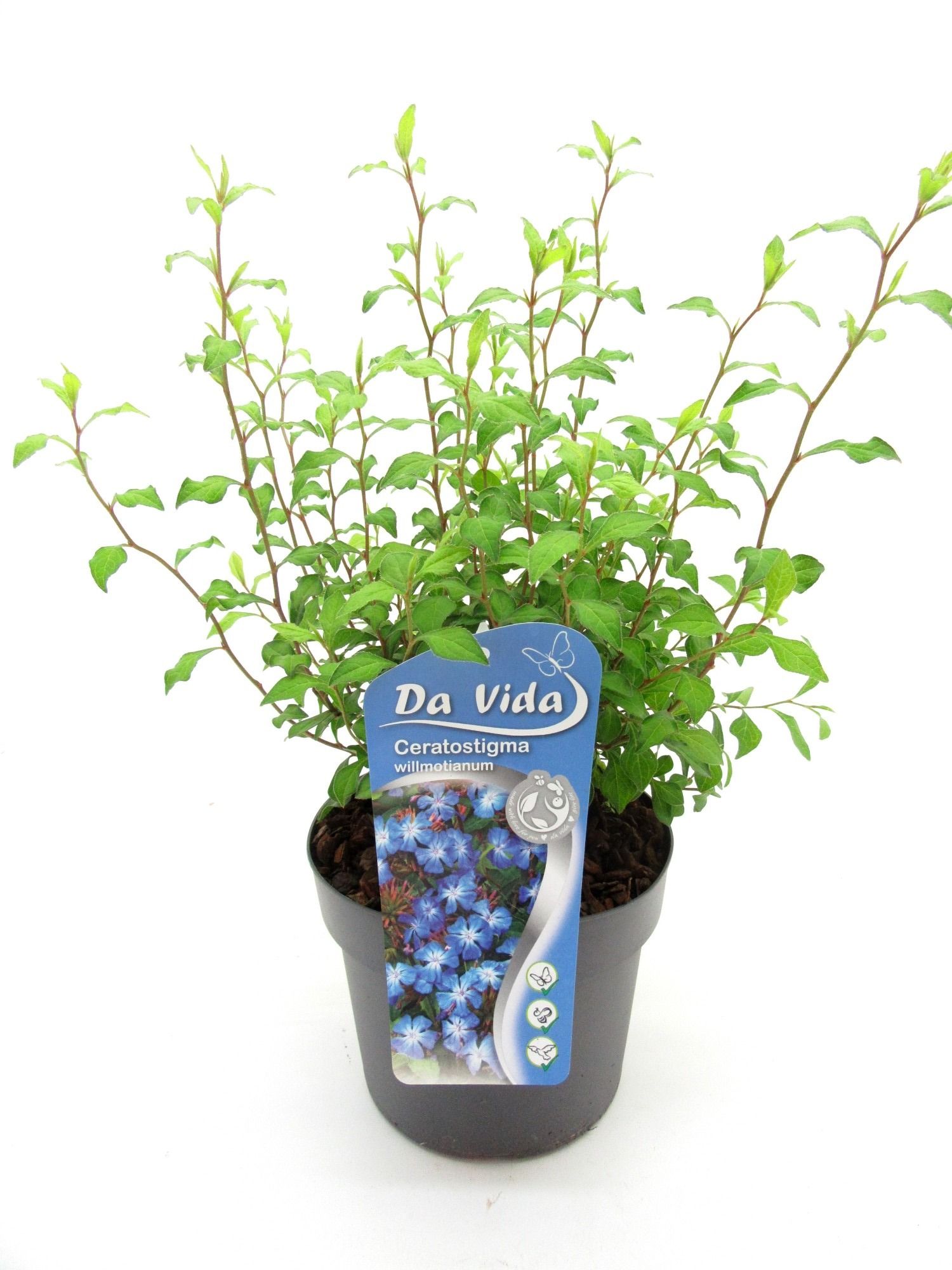 Picture of Ceratostigma willmotianum