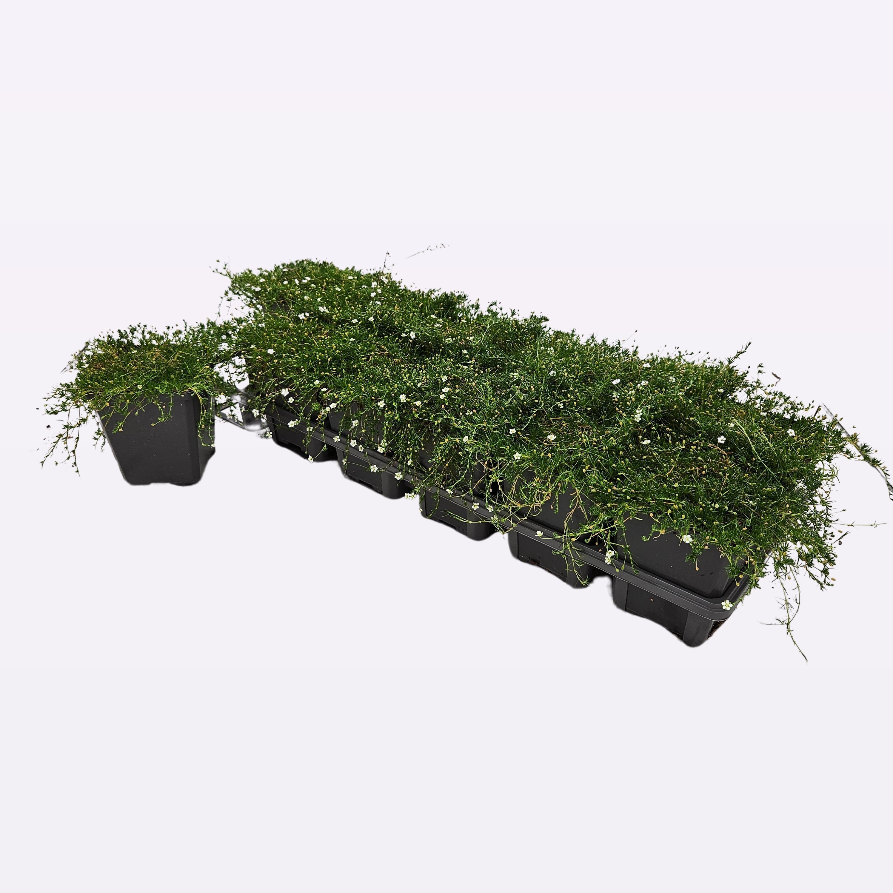 Sagina subulata 'Supreme' 12 tray