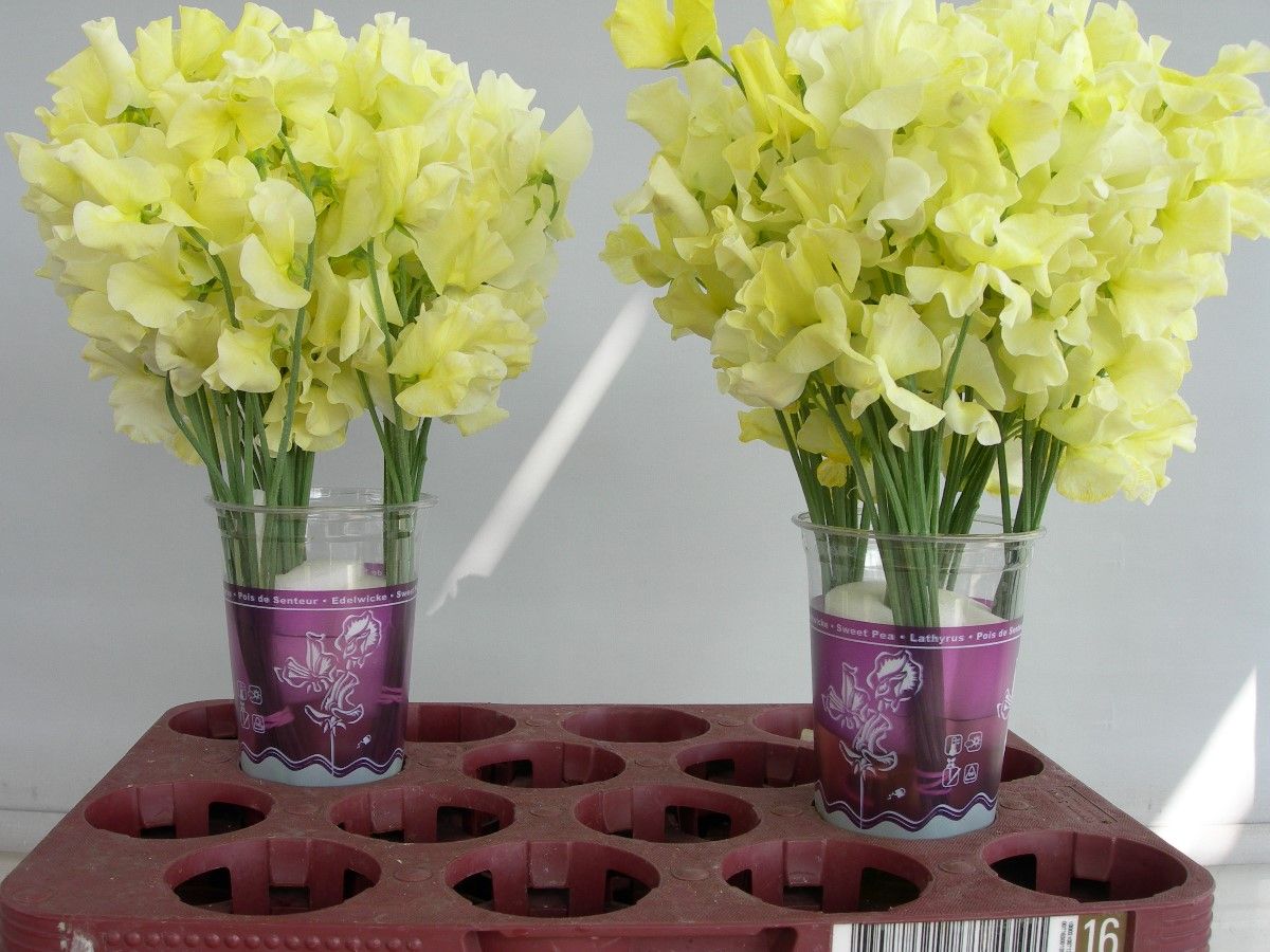 Lathyrus Geel