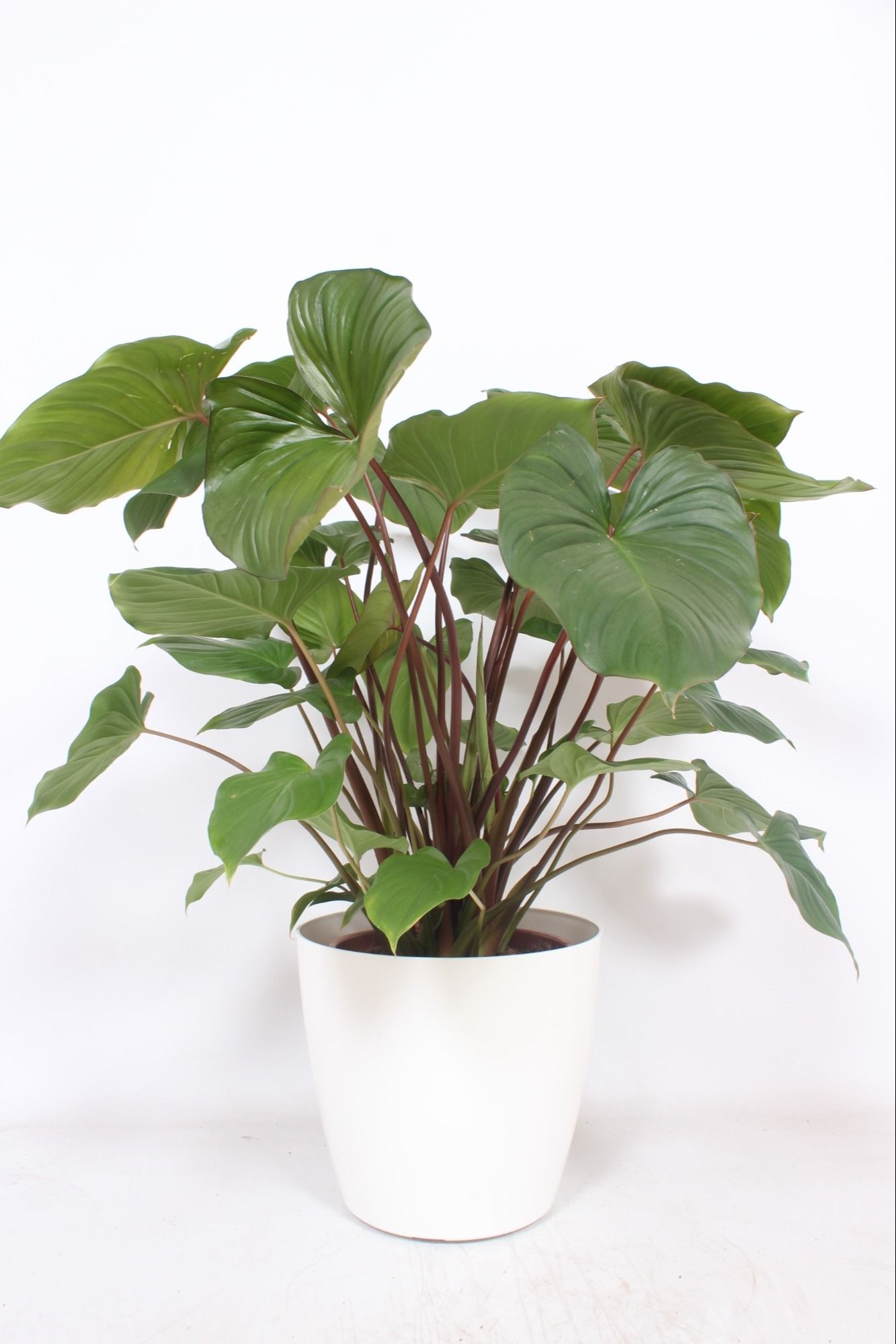 Homalomena 'Maggy' in San Remo "wit"
