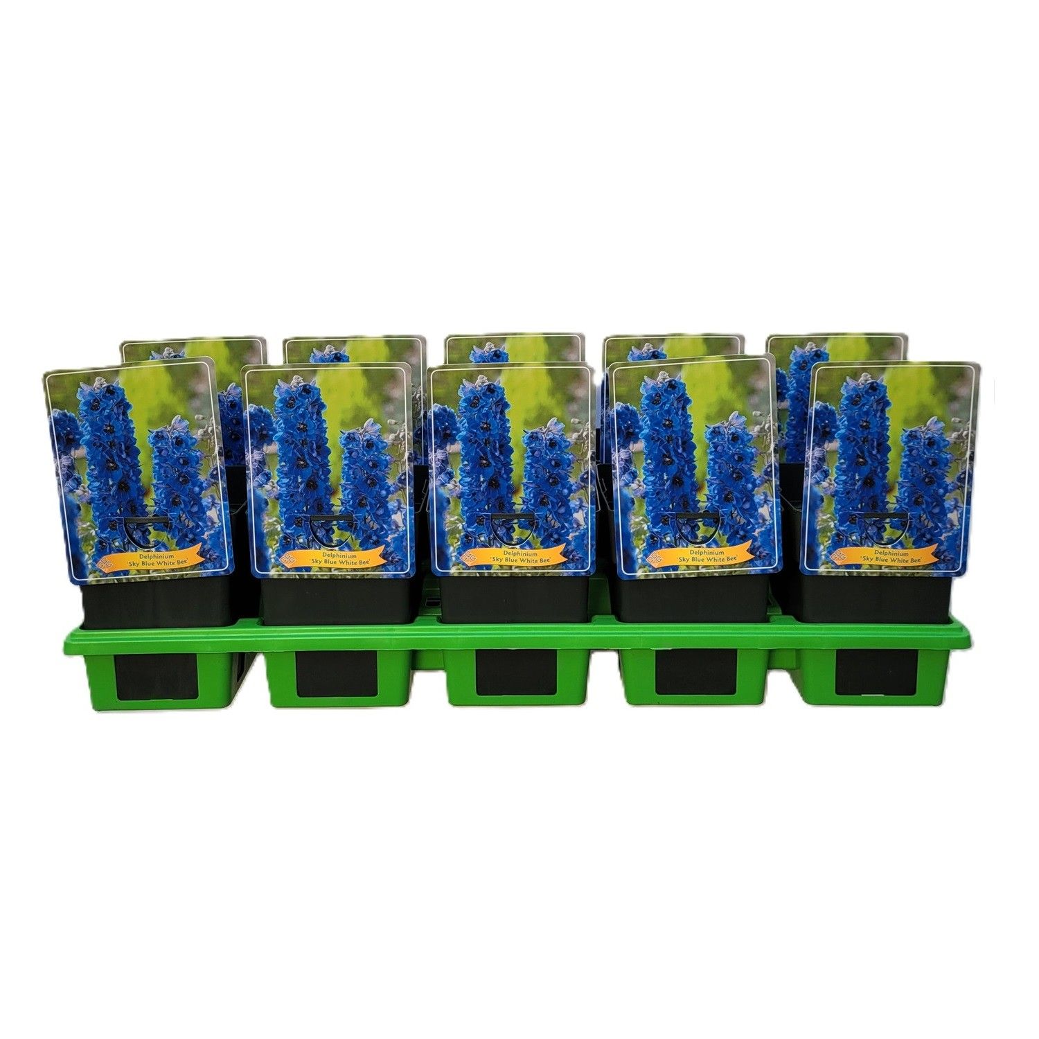 Delphinium 'sky Blue White Bee' P11
