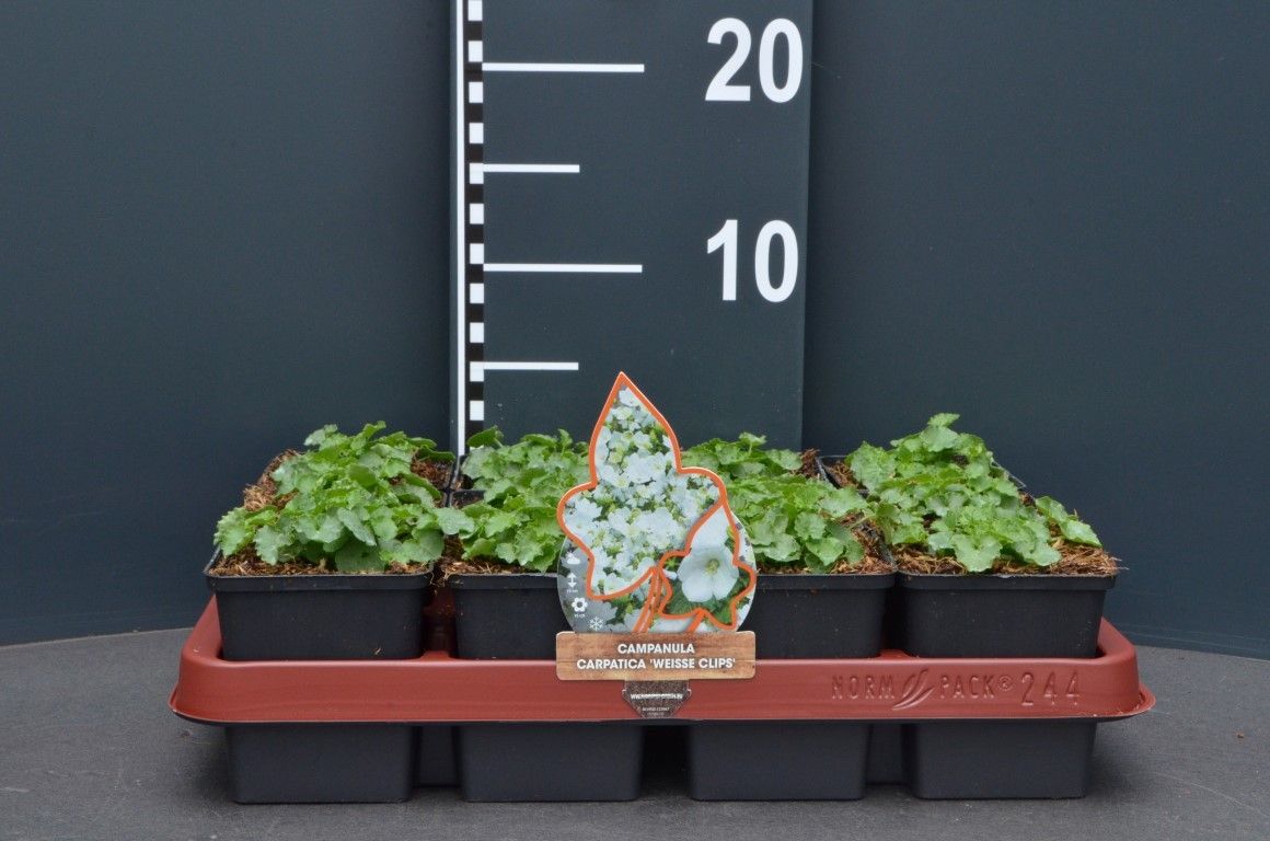 Campanula carpatica 'Weisse Clips'