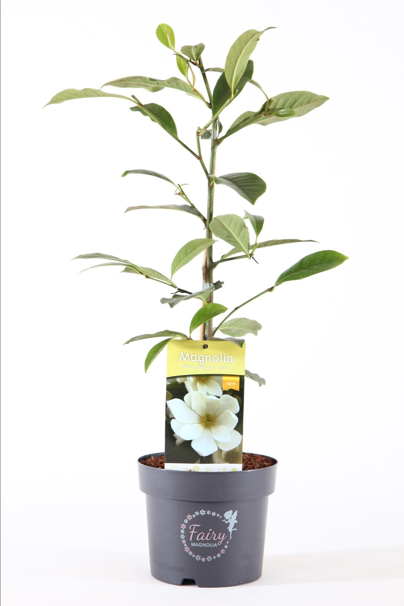 Magnolia 'Fairy'® Cream