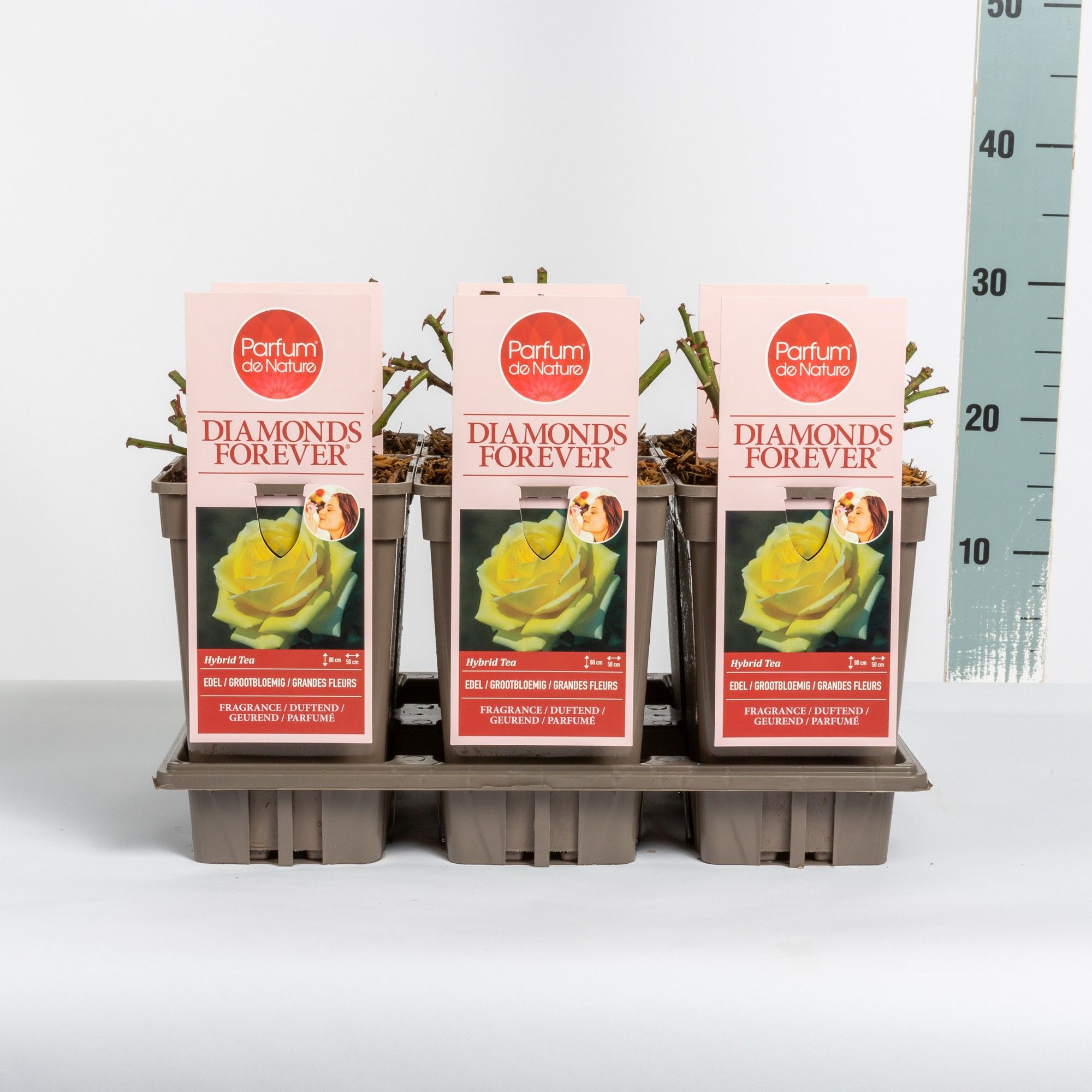 Rosa Diamonds Forever ® 'Parfum de Nature'